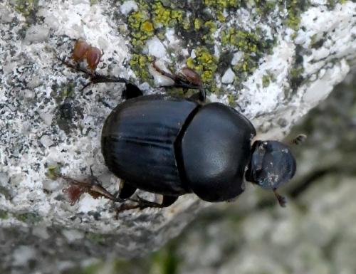 Réf. 218 624 : Onthophagus taurus